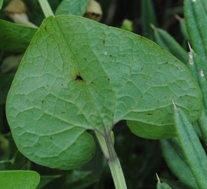 Aristolochia pallida o lutea?
