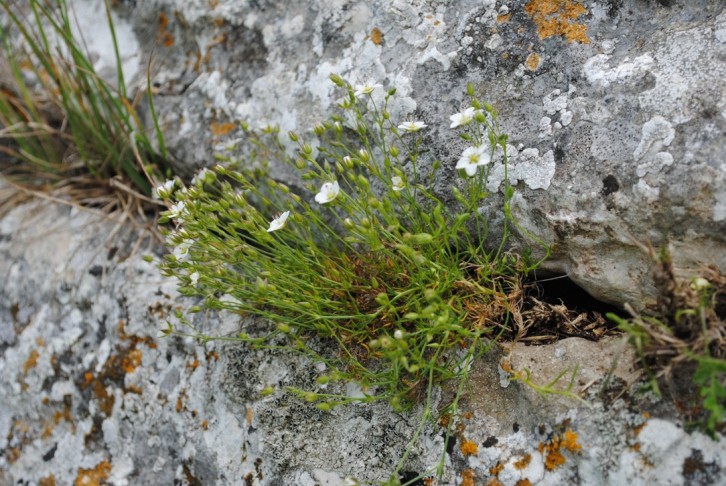 Sabulina verna (= Minuartia verna) / Minuartia primaverile