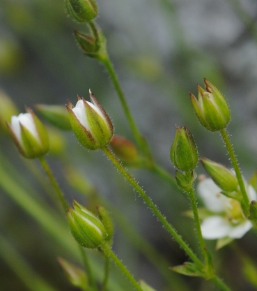 Sabulina verna (= Minuartia verna) / Minuartia primaverile