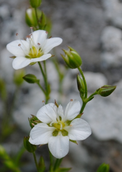 Sabulina verna (= Minuartia verna) / Minuartia primaverile