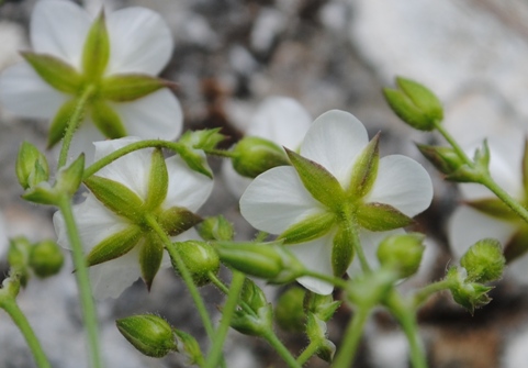 Sabulina verna (= Minuartia verna) / Minuartia primaverile