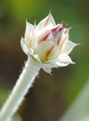 Xeranthemum inapertum / Perpetuini mezzani