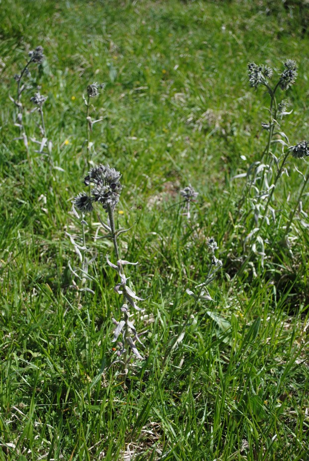 Cynoglossum magellense