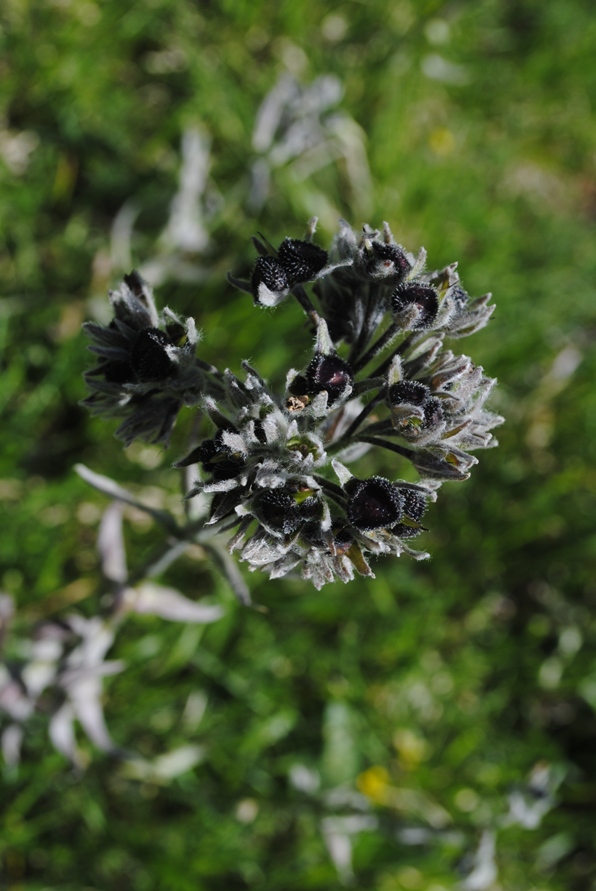 Cynoglossum magellense