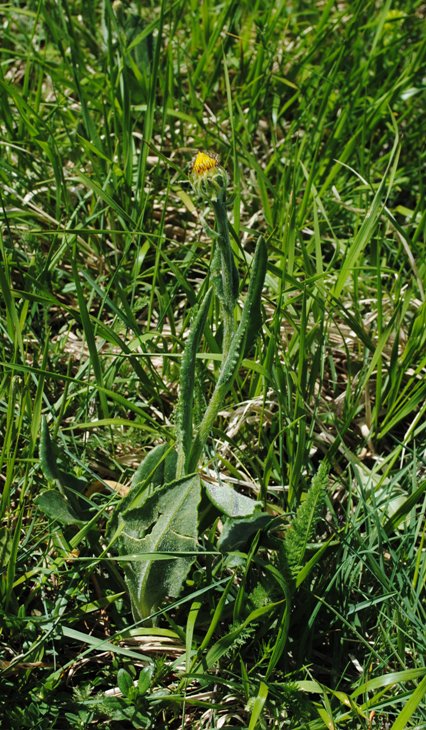 Senecio provincialis