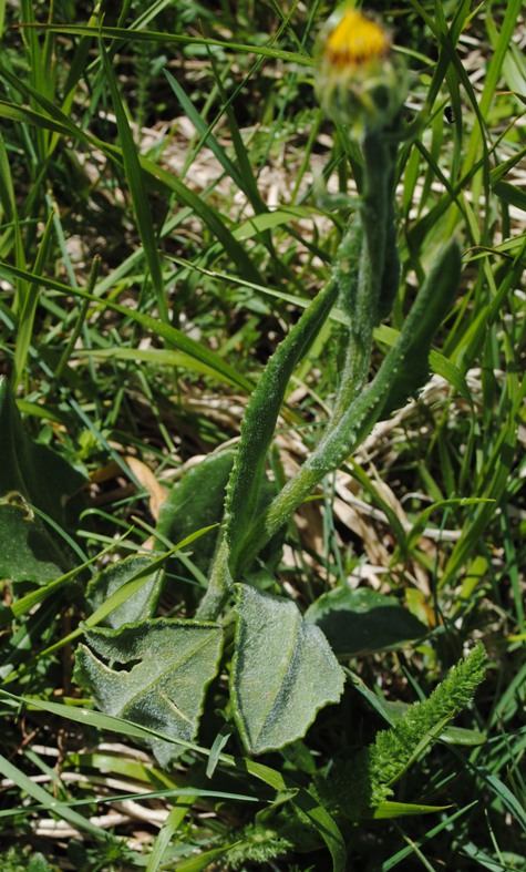 Senecio provincialis