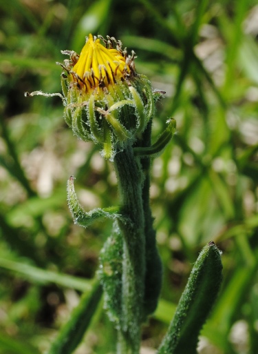 Senecio provincialis