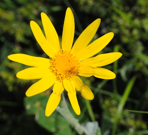 Asteracea