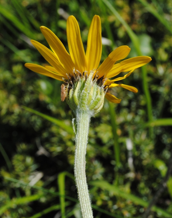 Asteracea