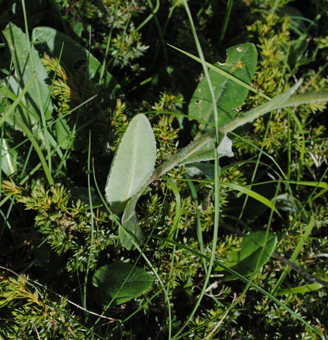 Asteracea