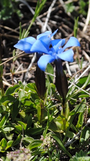 Gentiana verna