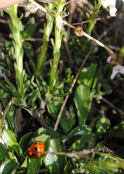 Thlaspi? no, Iberis sp.