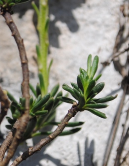 Thlaspi? no, Iberis sp.