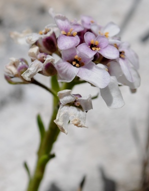 Thlaspi? no, Iberis sp.