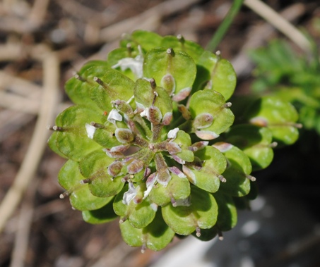Thlaspi? no, Iberis sp.