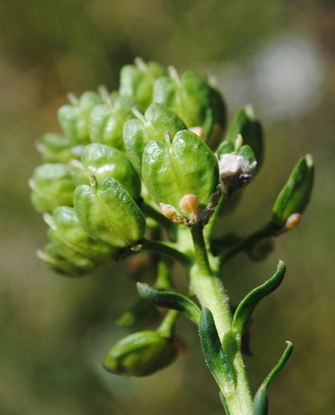 Thlaspi? no, Iberis sp.