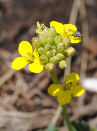 Crucifera -Diplotaxis muralis ?