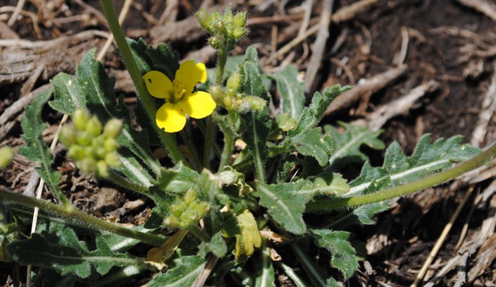 Crucifera -Diplotaxis muralis ?