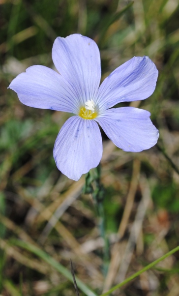 Linum alpinum / Lino celeste