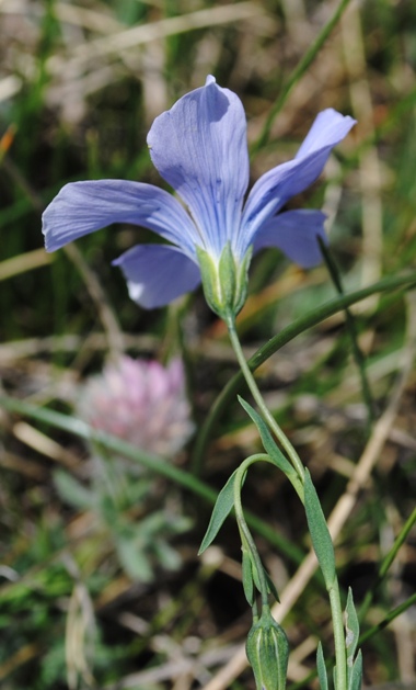 Linum alpinum / Lino celeste