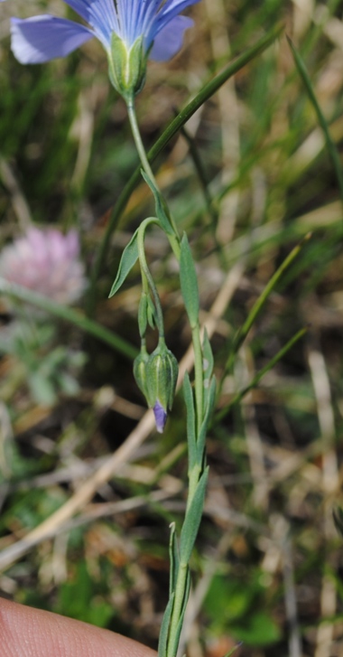 Linum alpinum / Lino celeste