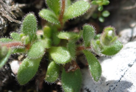 Saxifraga glabella?