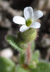 Saxifraga glabella?