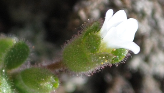 Saxifraga glabella?