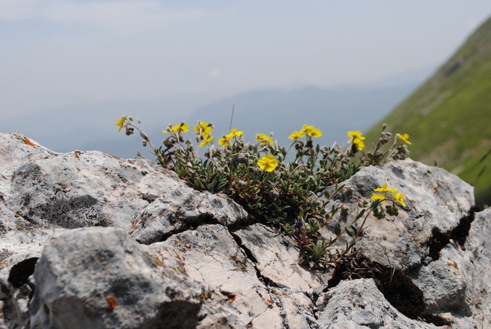 Helianthemum oelandicum / Eliantemo rupino