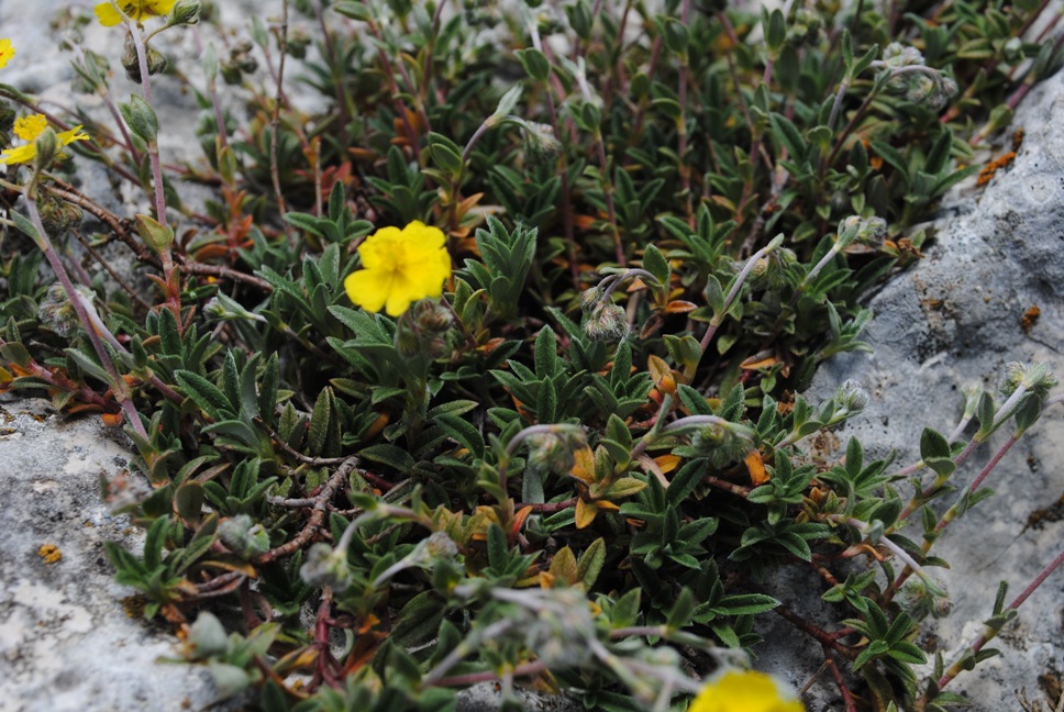 Helianthemum oelandicum / Eliantemo rupino