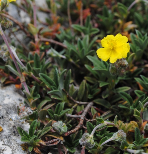 Helianthemum oelandicum / Eliantemo rupino