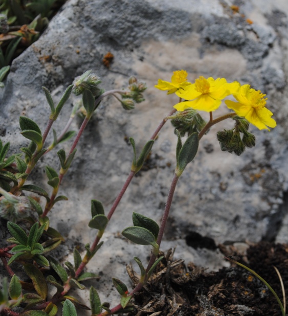 Helianthemum oelandicum / Eliantemo rupino