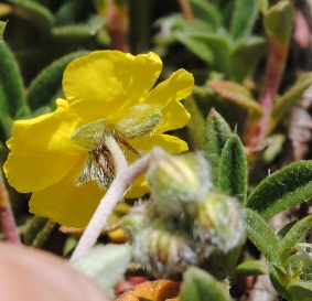 Helianthemum oelandicum / Eliantemo rupino