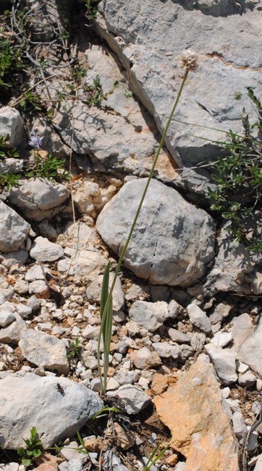 Plantago cfr. atrata.