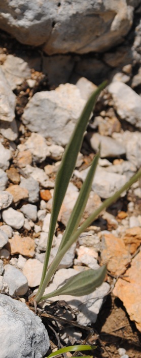 Plantago cfr. atrata.