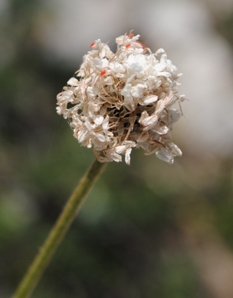 Plantago cfr. atrata.
