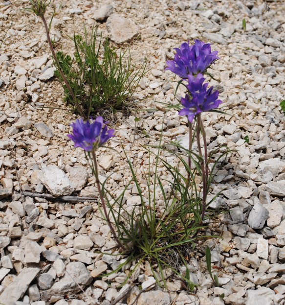 Edrianthus graminifolia