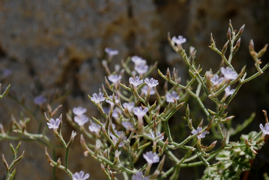 Tremiti2 - Limonium divaricatum ?