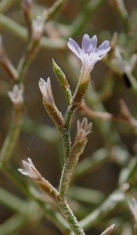 Tremiti2 - Limonium divaricatum ?