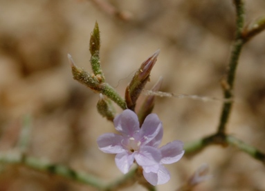 Tremiti2 - Limonium divaricatum ?