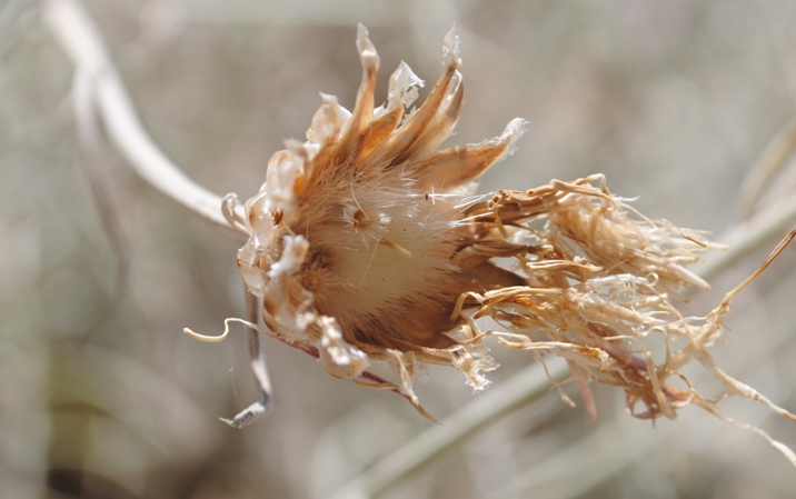 Centaurea diomedea / Centaurea delle Tremiti
