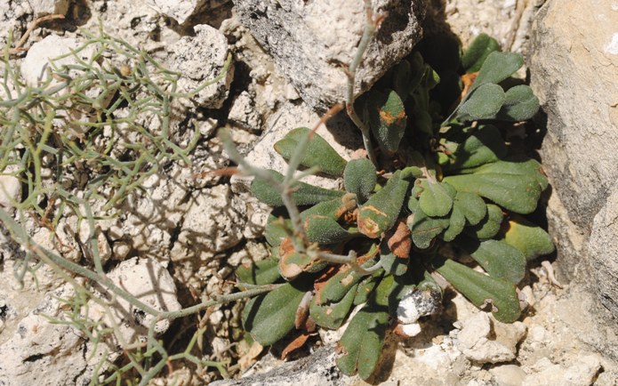 Tremiti2 - Limonium divaricatum ?