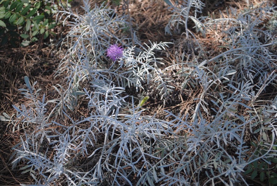 Centaurea diomedea / Centaurea delle Tremiti