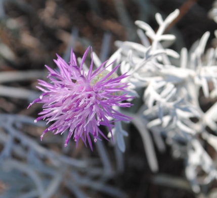 Centaurea diomedea / Centaurea delle Tremiti