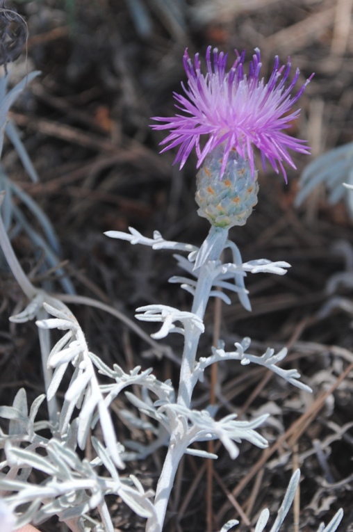 Centaurea diomedea / Centaurea delle Tremiti