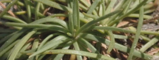 Tremiti3: Plantago holosteum subsp. scopularum?