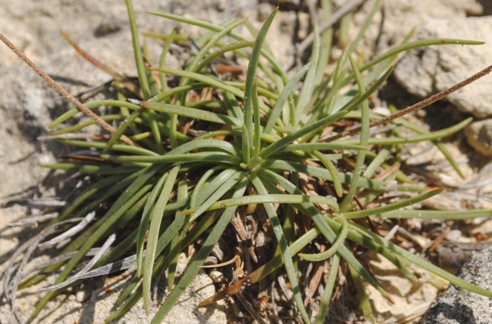 Tremiti3: Plantago holosteum subsp. scopularum?