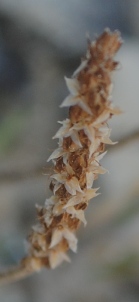 Tremiti3: Plantago holosteum subsp. scopularum?