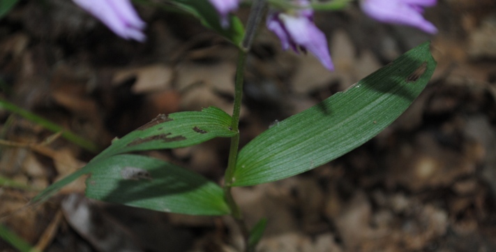 Cephalentera rubra?