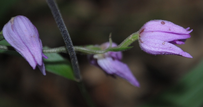 Cephalentera rubra?